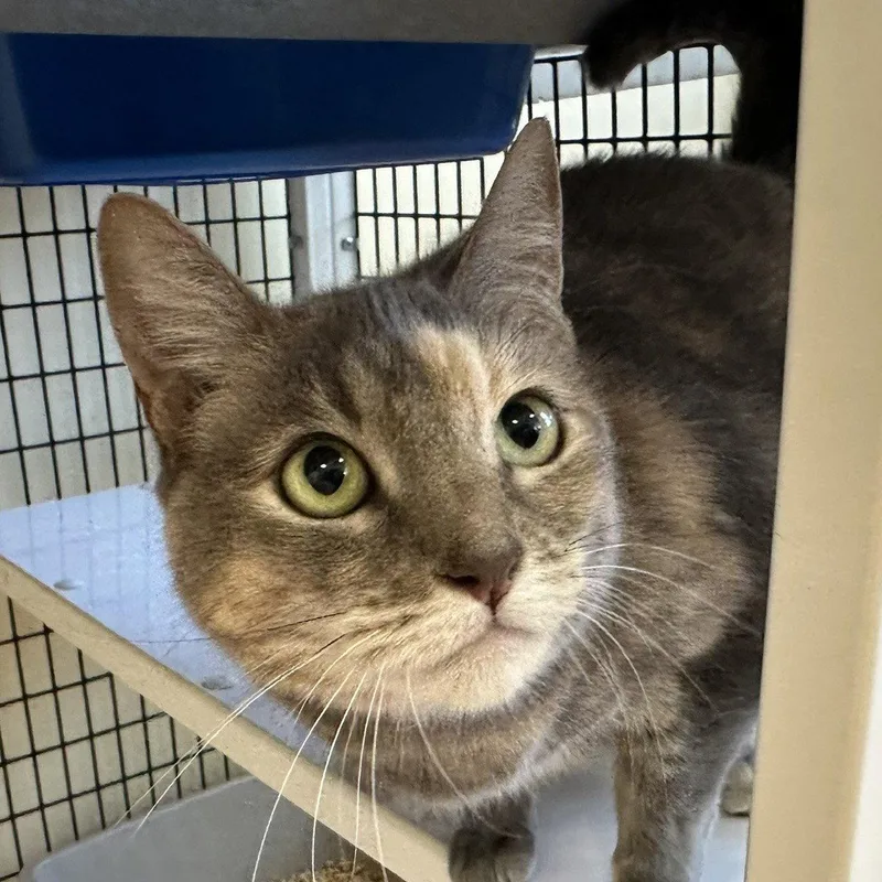 An adult large-sized female Domestic Short Hair cat named Bella Luna & Neron for adoption in Burlingame, CA
