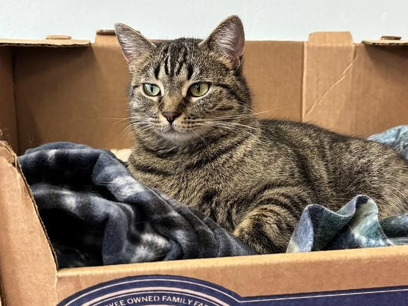 An adult medium-sized female Tabby (Brown / Chocolate) Domestic Short Hair cat named Spaghetti for adoption in Chicago, IL