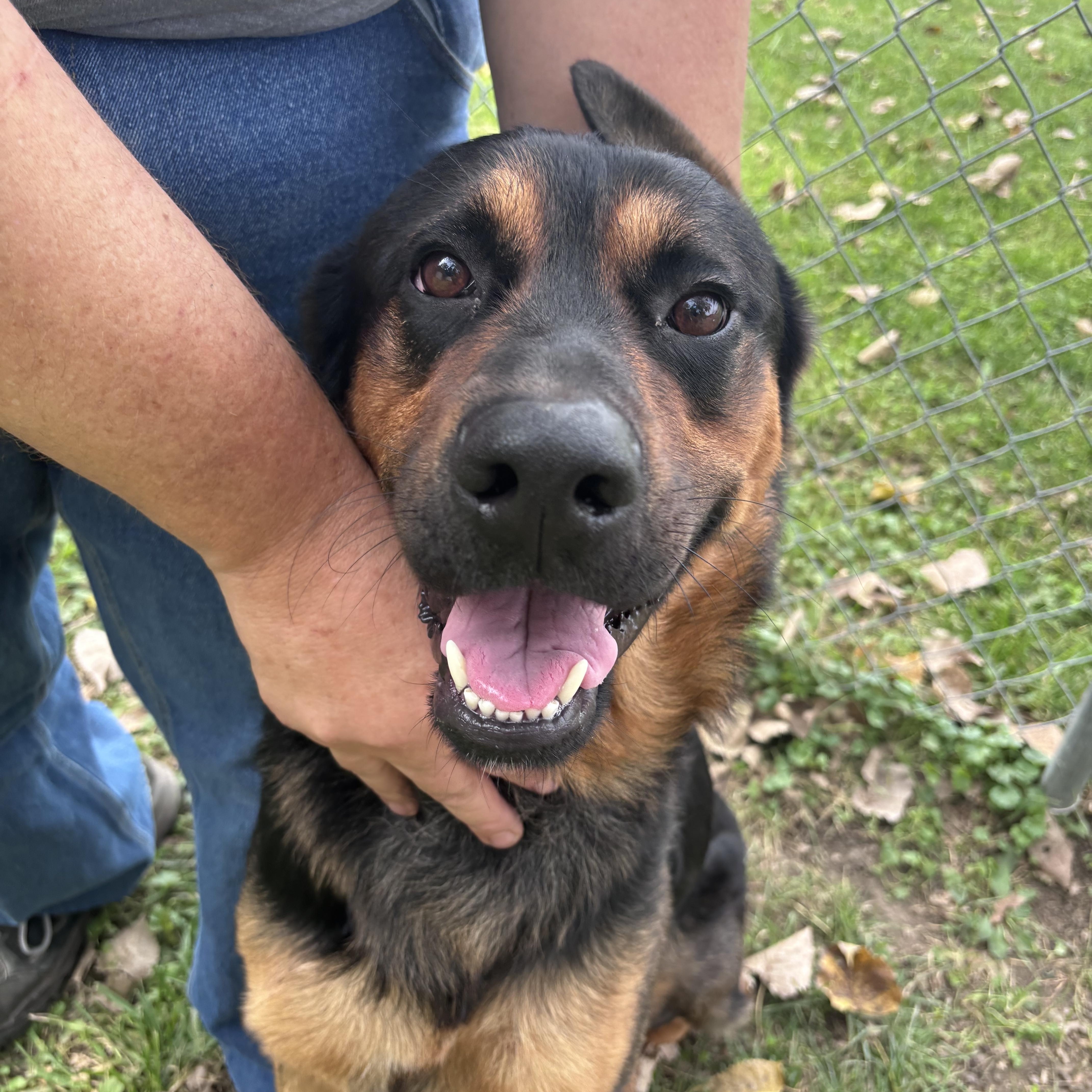 An adult large-sized male Rottweiler dog named Rocco for adoption in New Castle, IN