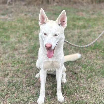 An adult medium-sized female White / Cream Shepherd dog named Sassy Girl for adoption in Houston, TX