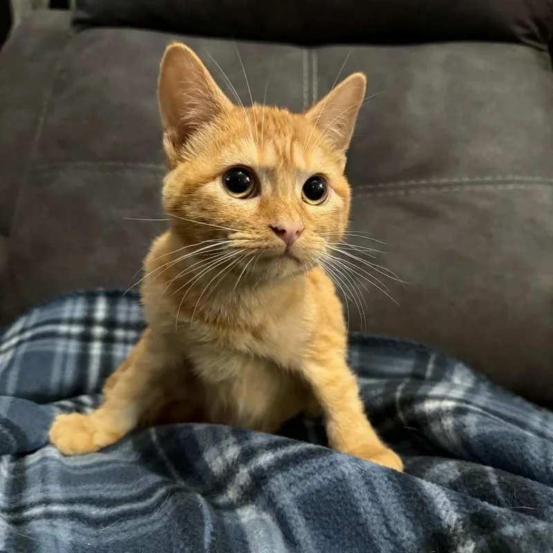A baby small-sized female Tabby (Orange / Red) Domestic Short Hair cat named Cheezit for adoption in Sedalia, MO