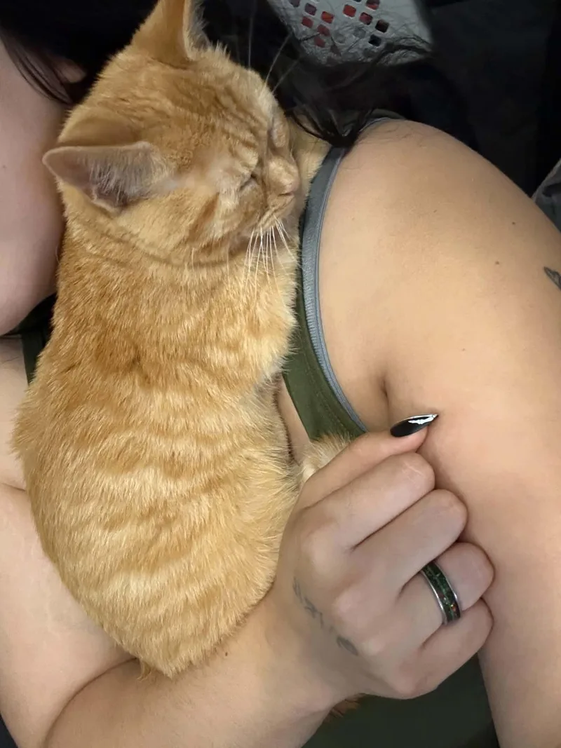 Cheezit thumbnail 2
