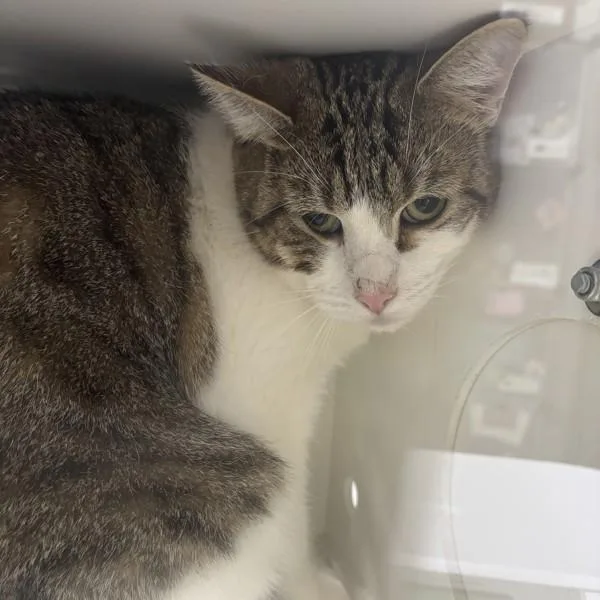 An adult medium-sized male Domestic Short Hair cat named Jonny for adoption in Des Moines, IA