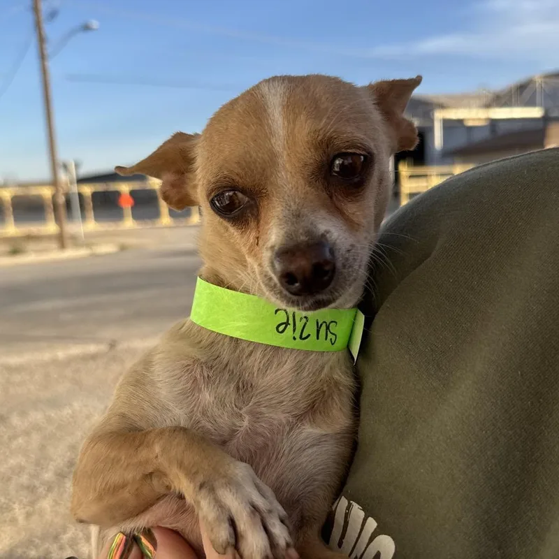 An adult small-sized female Yellow / Tan / Blond / Fawn Chihuahua dog named Susie for adoption in Midland, TX