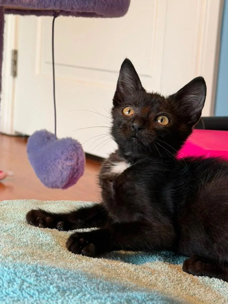 A baby medium-sized female Black & White / Tuxedo Domestic Short Hair cat named Beartooth for adoption in Lauderhill, FL