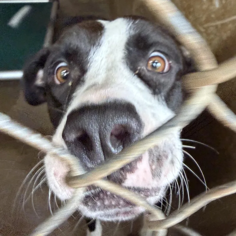 An adult medium-sized female Black Pit Bull Terrier dog named Tulip for adoption in Austin, TX