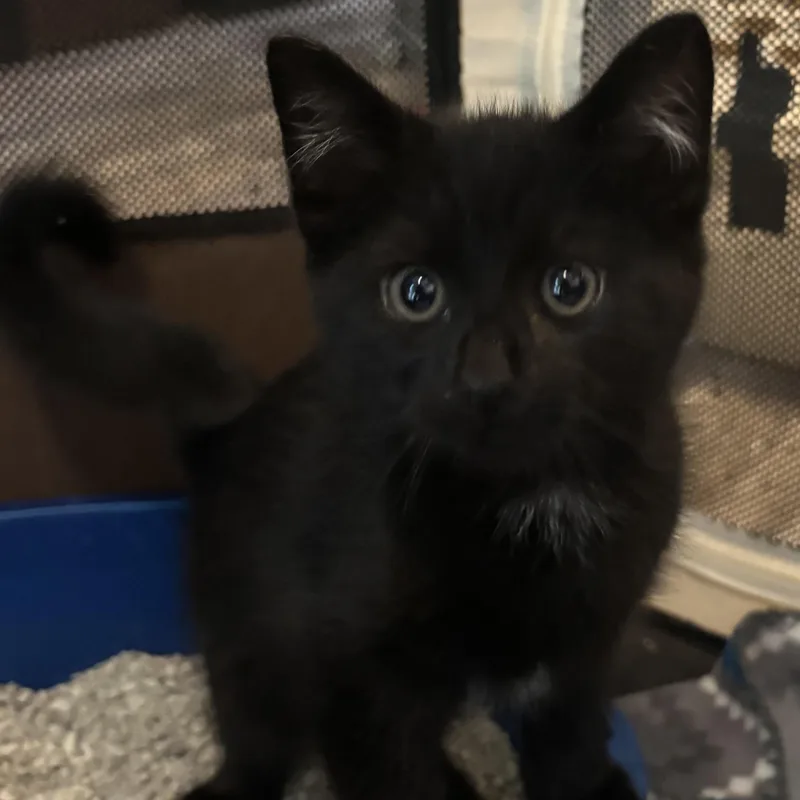 A baby medium-sized male Black & White / Tuxedo Domestic Short Hair cat named Stephen for adoption in Schnecksville, PA