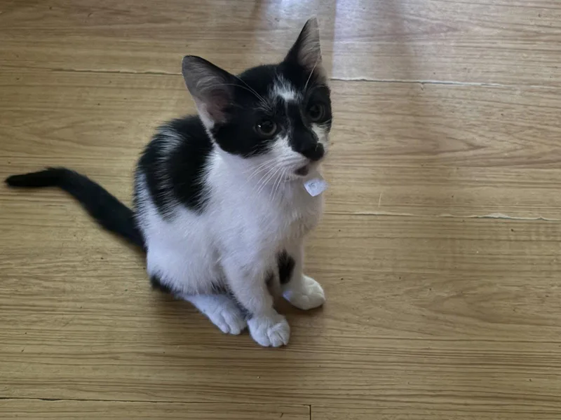 A baby medium-sized female Black & White / Tuxedo Domestic Short Hair cat named Bandit for adoption in Oviedo, FL