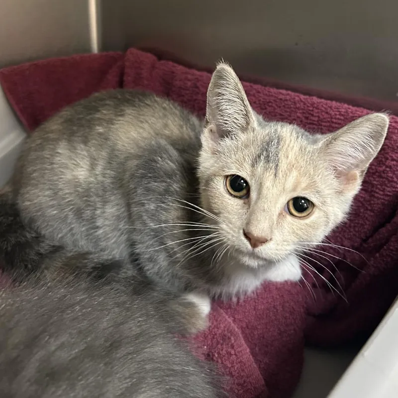 A baby small-sized female Calico Domestic Short Hair cat named Kira for adoption in Roxboro, NC