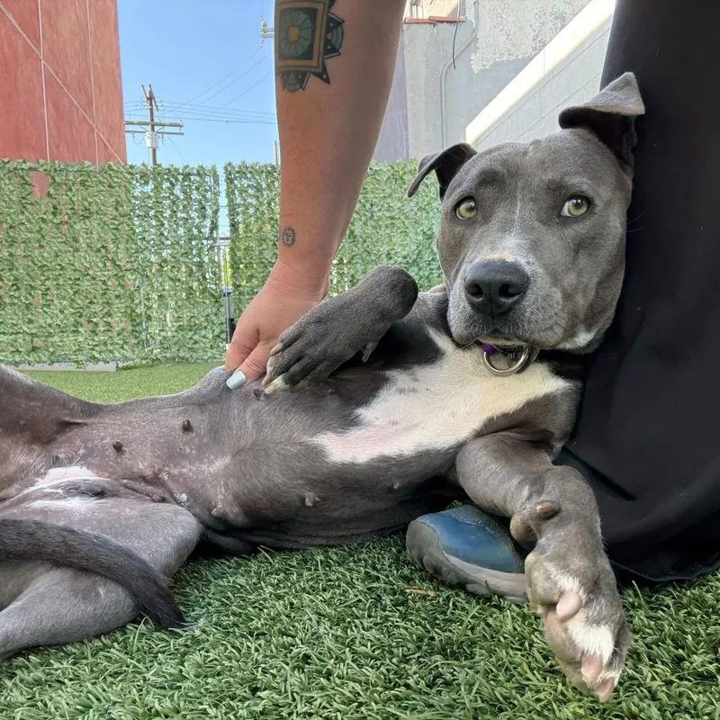 An adult medium-sized female Gray / Blue / Silver Pit Bull Terrier dog named Periwinkle for adoption in Los Angeles, CA
