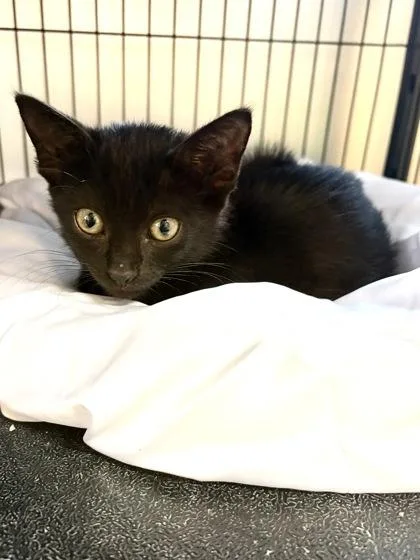 A baby small-sized female Domestic Short Hair cat named Pepper for adoption in New Orleans, LA
