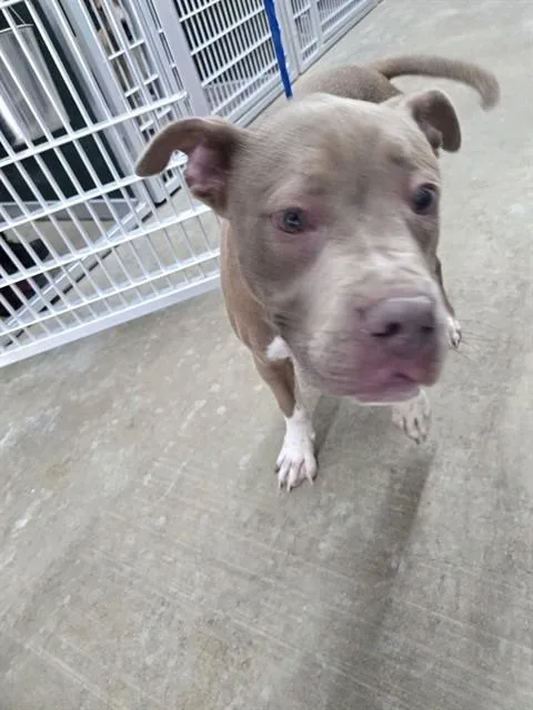 A young small-sized male Staffordshire Bull Terrier dog named Stray Wait for adoption in Killeen, TX