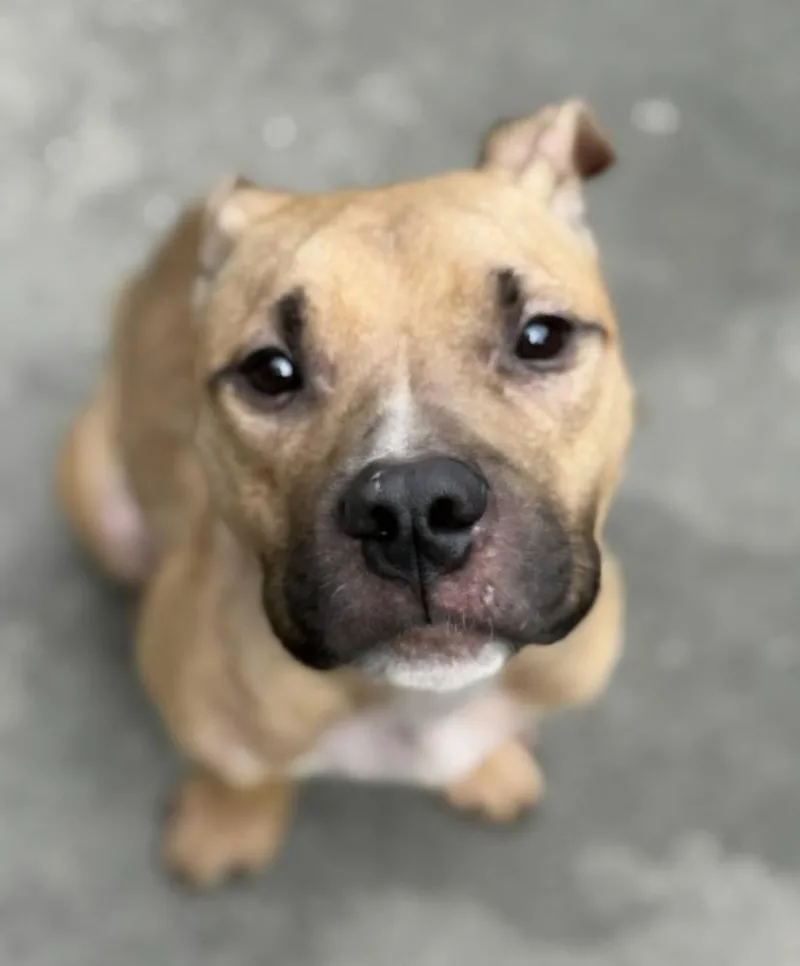 Pork Chop thumbnail 2