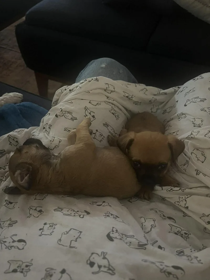 A baby small-sized female Pug dog named Rhett for adoption in Blue Bell, PA