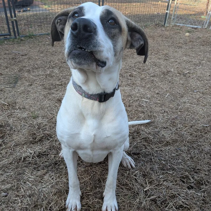 Beatrice thumbnail 2