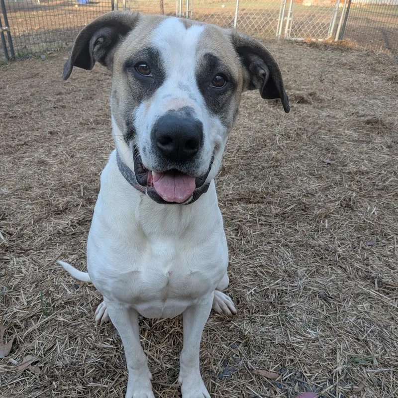 Beatrice thumbnail 3