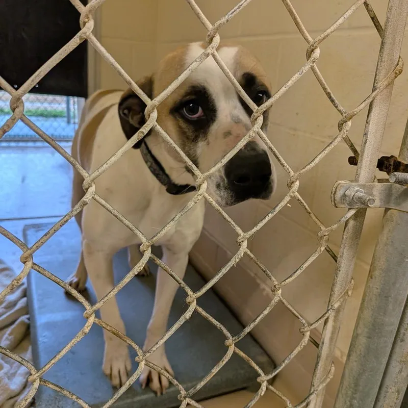 Beatrice thumbnail 4