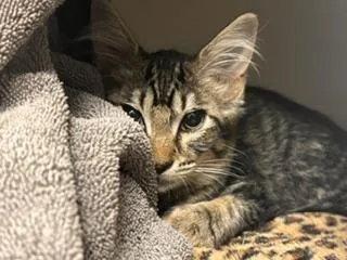 A baby small-sized female Domestic Short Hair cat named Peaches for adoption in Palo Alto, CA