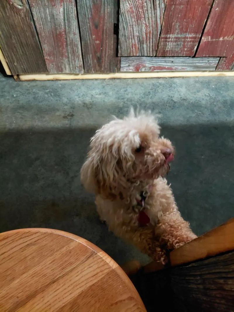 An adult small-sized female Apricot / Beige Poodle (Toy) dog named Yummy Sandwich for adoption in Millerstown, PA