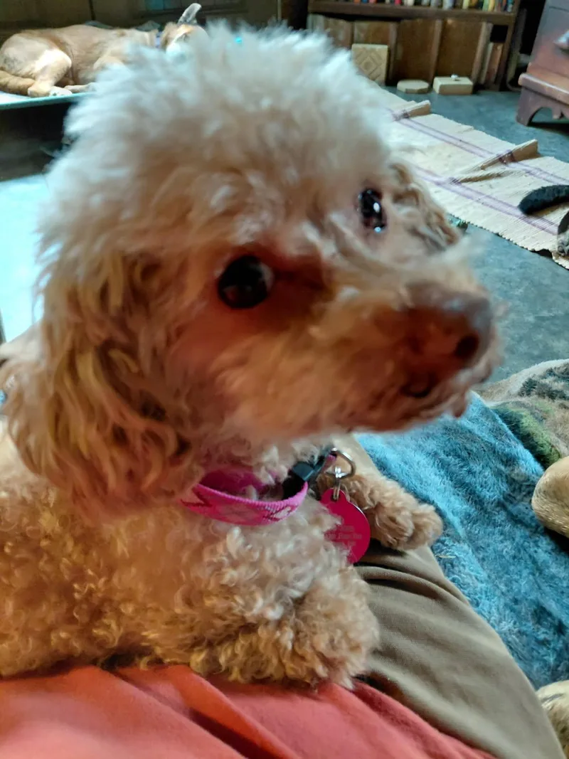 Yummy Sandwich thumbnail 2