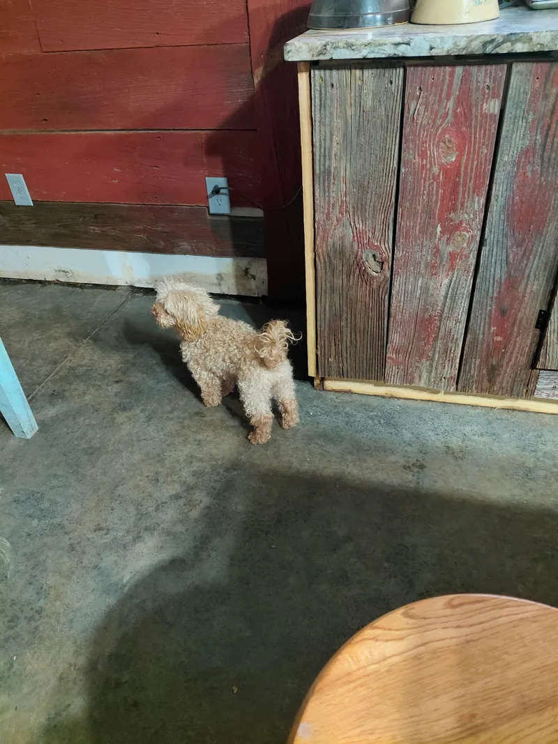 Yummy Sandwich thumbnail 3