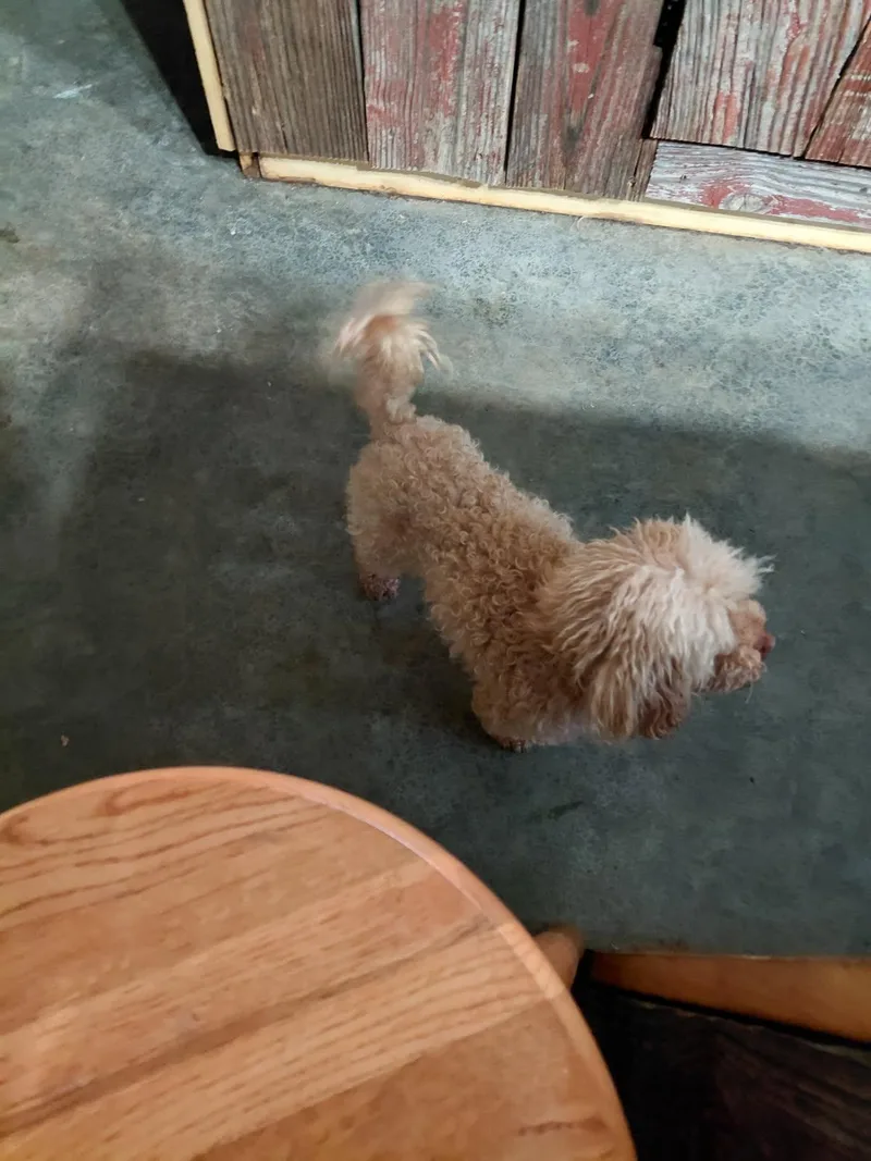 Yummy Sandwich thumbnail 4