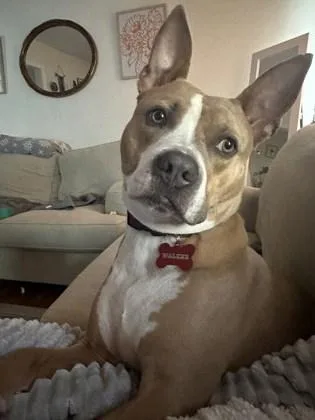 An adult large-sized male Mixed Breed dog named Walker for adoption in Chamblee, GA