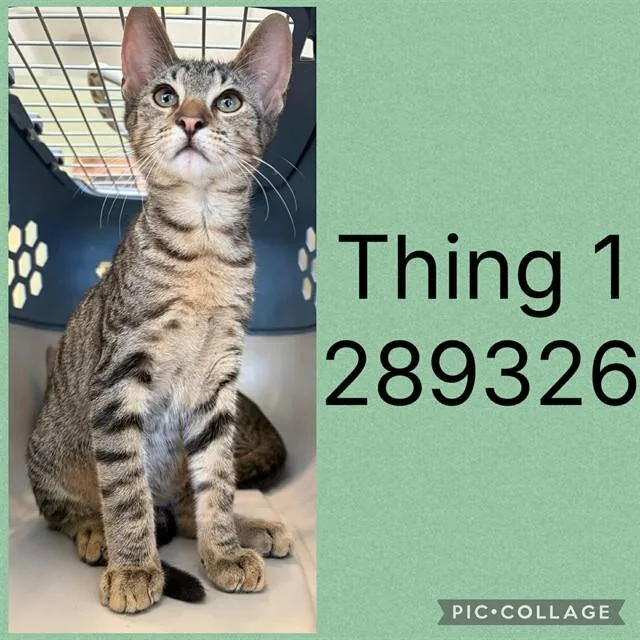 A baby small-sized male Domestic Short Hair cat named Thing for adoption in Macon, GA