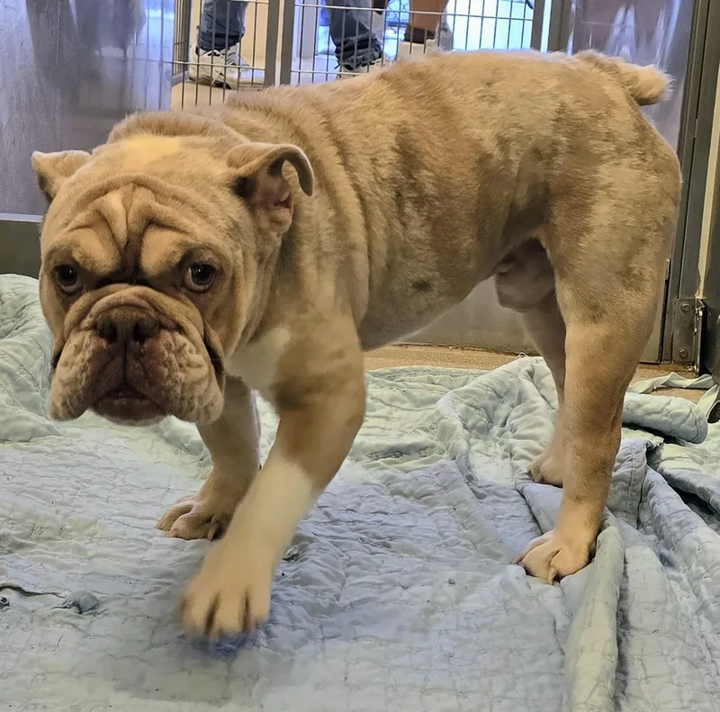 An adult medium-sized male Merle (Red) English Bulldog dog named 26-307 for adoption in Amityville, NY
