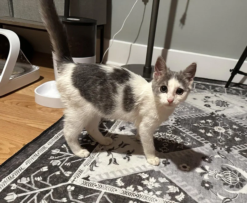 A baby small-sized male Black & White / Tuxedo Domestic Short Hair cat named Scampi for adoption in Philadelphia, PA