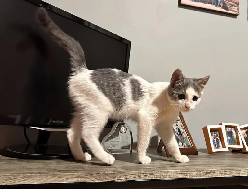 Scampi thumbnail 2