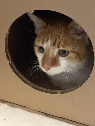 Professor Purrington