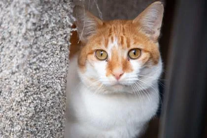 Professor Purrington thumbnail 2