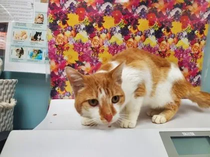 Professor Purrington thumbnail 3