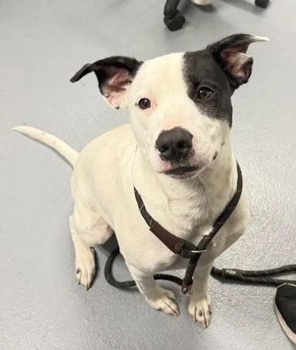 An adult large-sized female Pit Bull Terrier dog named Girly Pop for adoption in Daytona Beach, FL