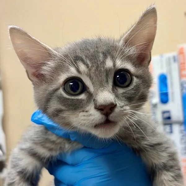 A baby small-sized male Domestic Short Hair cat named Klaus for adoption in Walnut Creek, CA