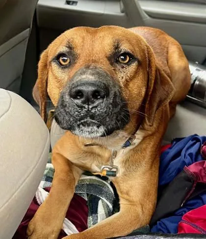 An adult large-sized male Mixed Breed dog named Oleander for adoption in Chamblee, GA