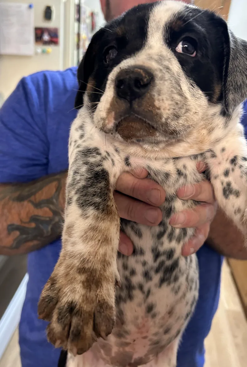 A baby medium-sized male White / Cream English Bulldog dog named Puppy Logan for adoption in Shawnee, OK