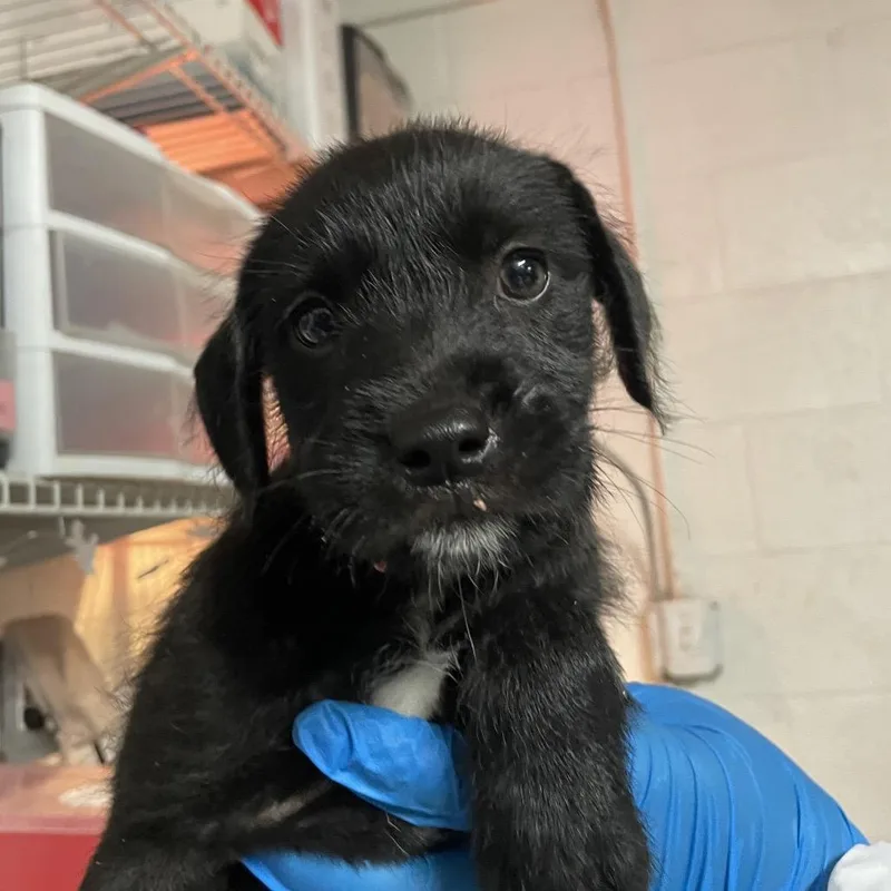 A baby medium-sized female Black Mixed Breed dog named Lemmy for adoption in Edinburg, TX