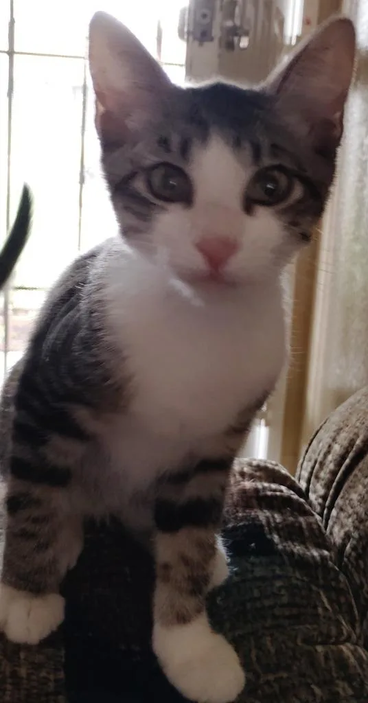 A baby small-sized male Domestic Short Hair cat named Thomas for adoption in San Jacinto, CA