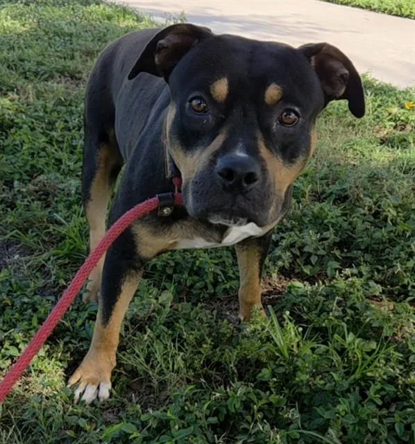 An adult medium-sized male American Staffordshire Terrier dog named Monty for adoption in Fort Lauderdale, FL