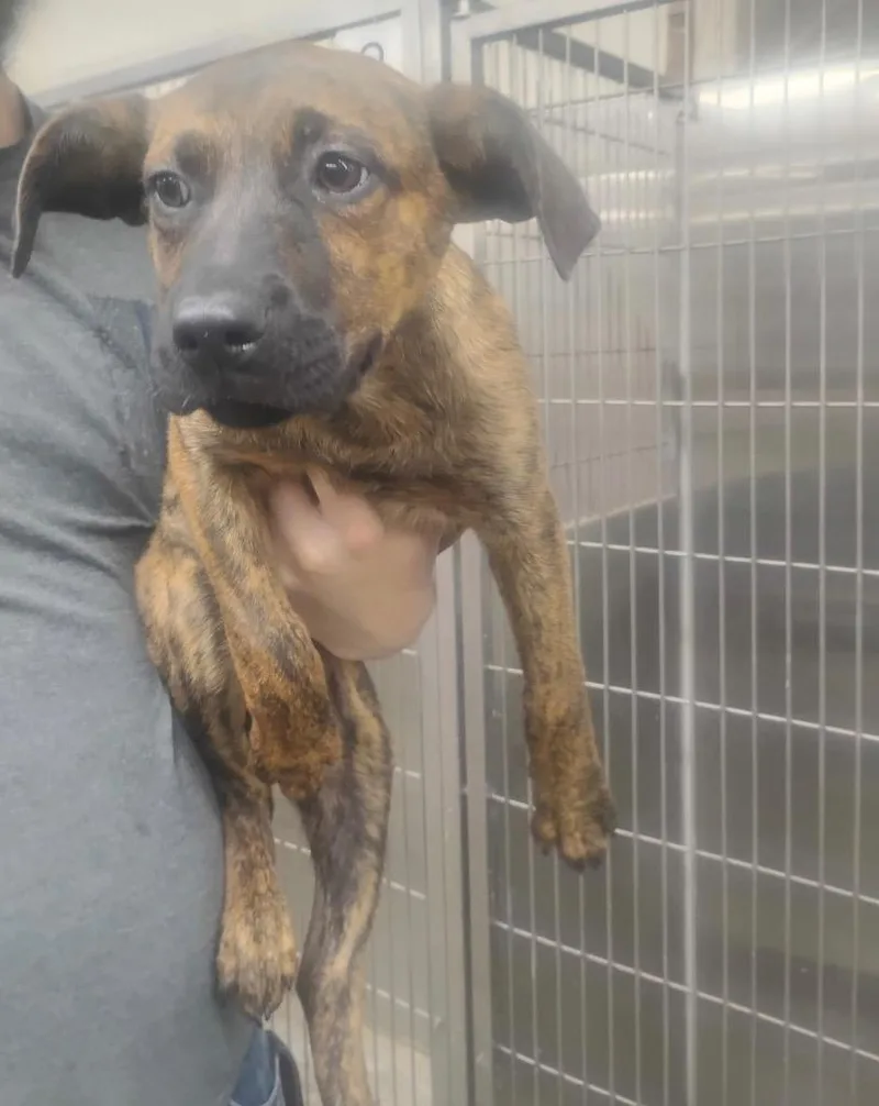 A baby medium-sized female Mixed Breed dog named Cheddar for adoption in Jonesboro, AR