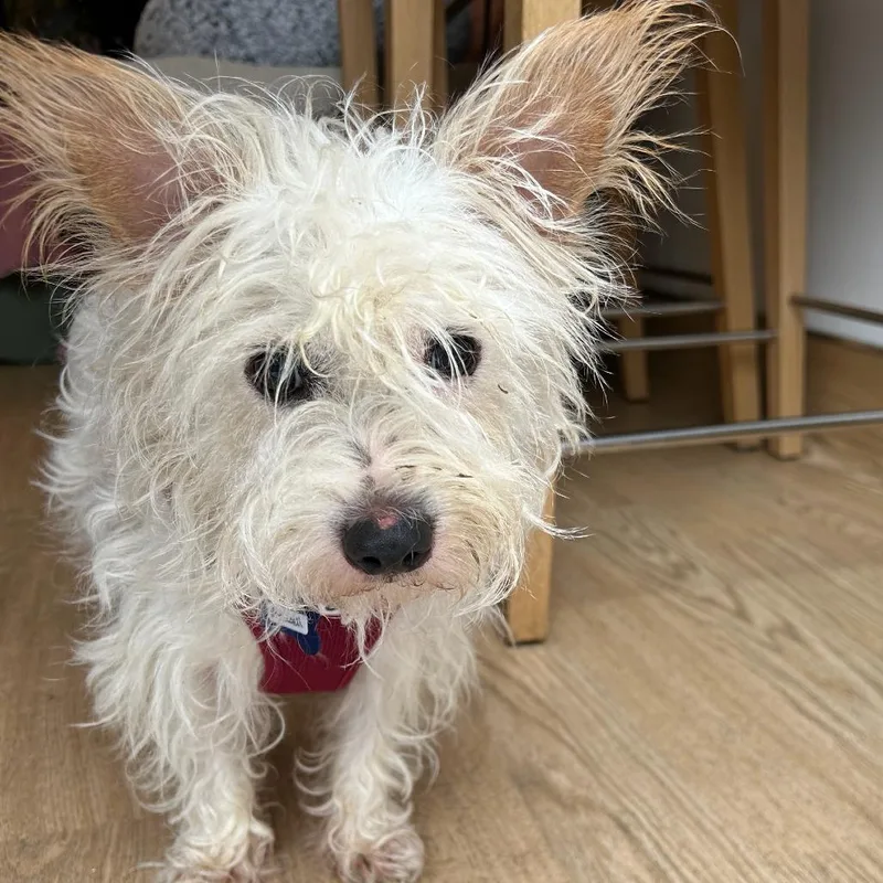 A senior small-sized male Terrier dog named Rockwell for adoption in San Francisco, CA