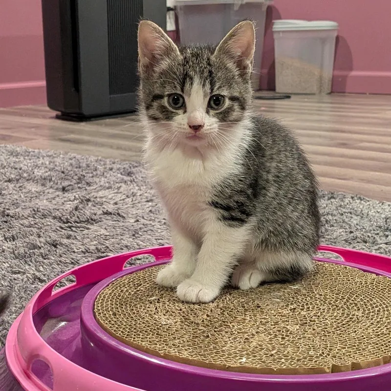 A baby small-sized female Gray / Blue / Silver Domestic Short Hair cat named Loveland C for adoption in Princeton, MN