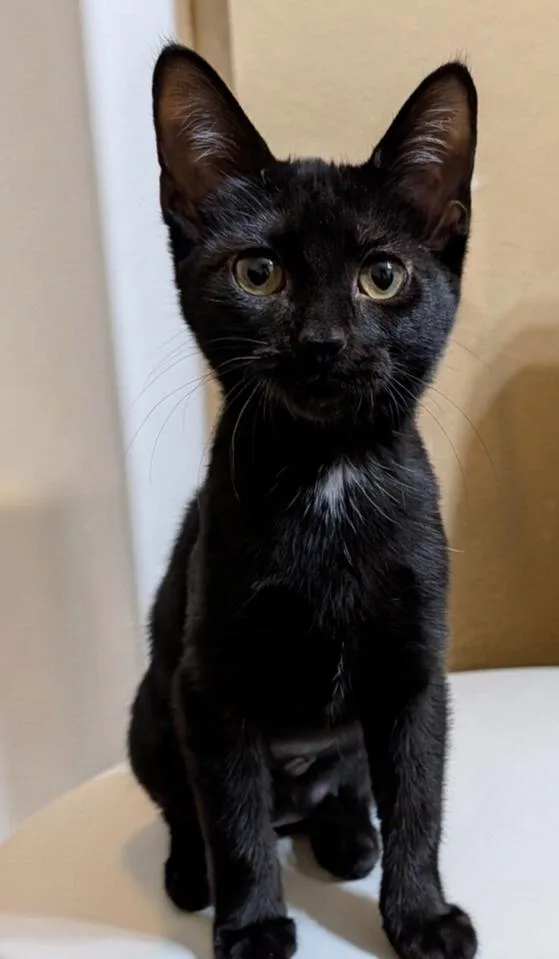 A baby small-sized female Black Domestic Short Hair cat named Chai for adoption in Westfield, WI