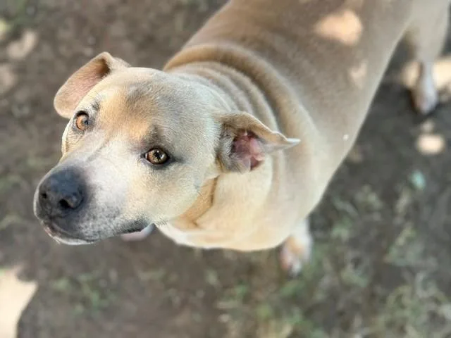 An adult medium-sized female Pit Bull Terrier dog named Chica for adoption in Tulsa, OK
