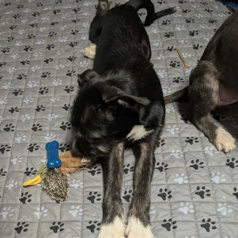 A baby medium-sized male Schnauzer dog named Freddy for adoption in Yukon, OK