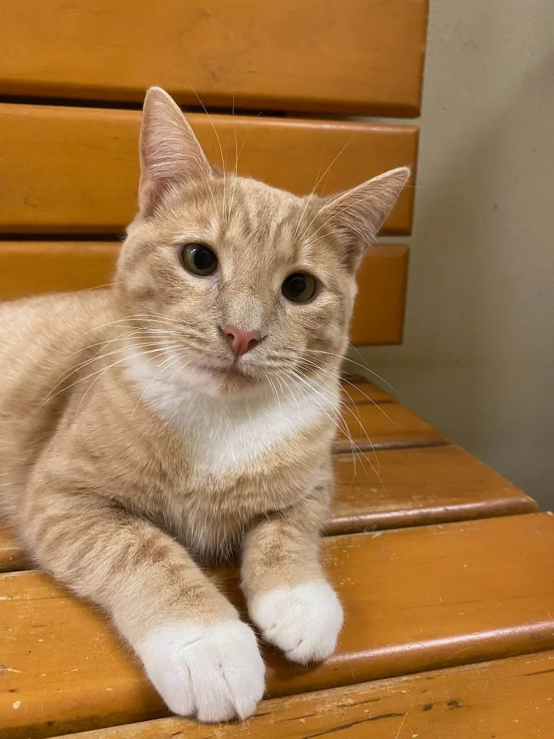 A young medium-sized male Orange & White Domestic Short Hair cat named Fred Weasley for adoption in HEMET, CA