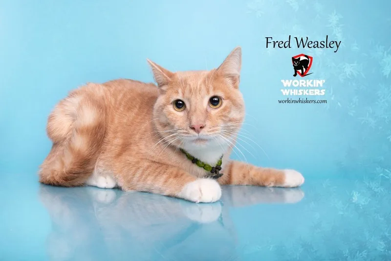 Fred Weasley thumbnail 2