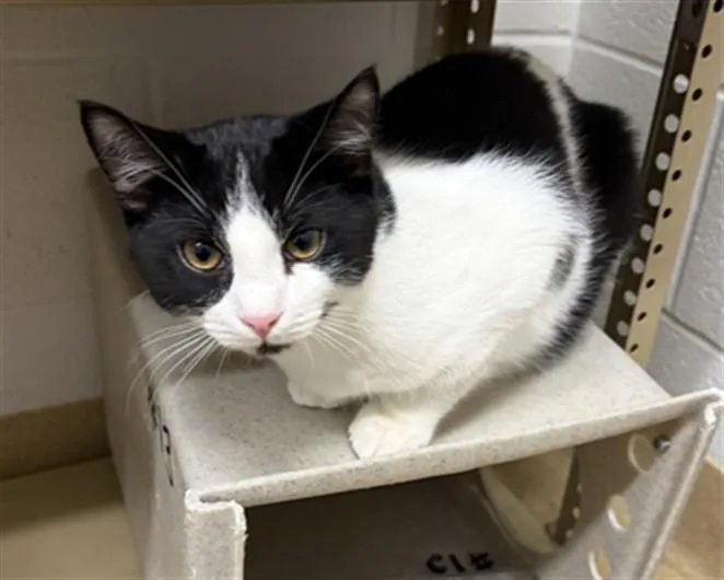 A baby medium-sized male Domestic Short Hair cat named Kuchina for adoption in Derwood, MD